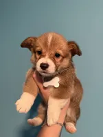 Grey collar, a female Pembroke Welsh Corgi for sale in Corpus Christi, TX – 1 of 3