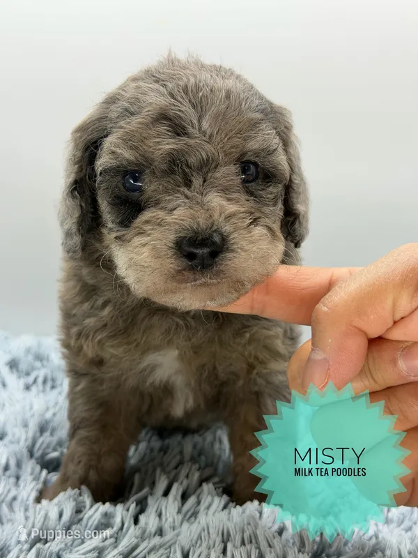 Misty – Poodle - Toy  puppy for sale in Roseville, CA