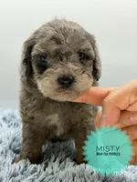 Misty, a female Poodle - Toy  for sale in Roseville, CA – 1 of 1