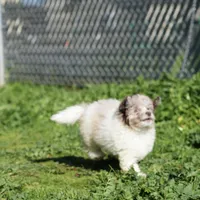 AKC Teddy, a male Poodle - Miniature  for sale in Roseville, CA – 4 of 5