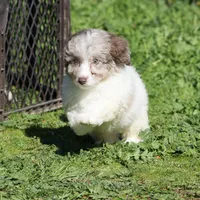 AKC Teddy, a male Poodle - Miniature  for sale in Roseville, CA – 2 of 5