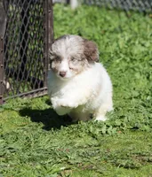 AKC Teddy, a male Poodle - Miniature  for sale in Roseville, CA – Photo 1 of 4