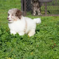 AKC Teddy, a male Poodle - Miniature  for sale in Roseville, CA – 5 of 5