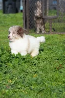AKC Teddy, a male Poodle - Miniature  for sale in Roseville, CA – Photo 4 of 4
