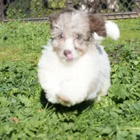 AKC Teddy, a male Poodle - Miniature  for sale in Roseville, CA – 3 of 5