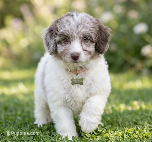AKC Teddy – Poodle - Miniature  puppy for sale in Roseville, CA