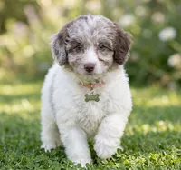 AKC Teddy, a male Poodle - Miniature  for sale in Roseville, CA – 1 of 5