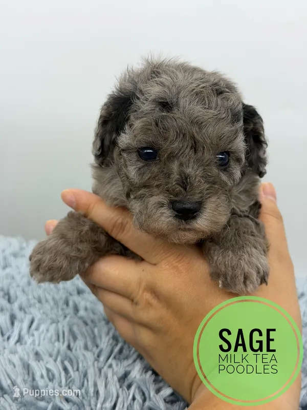 Sage – Poodle - Toy  puppy on hold in Roseville, CA