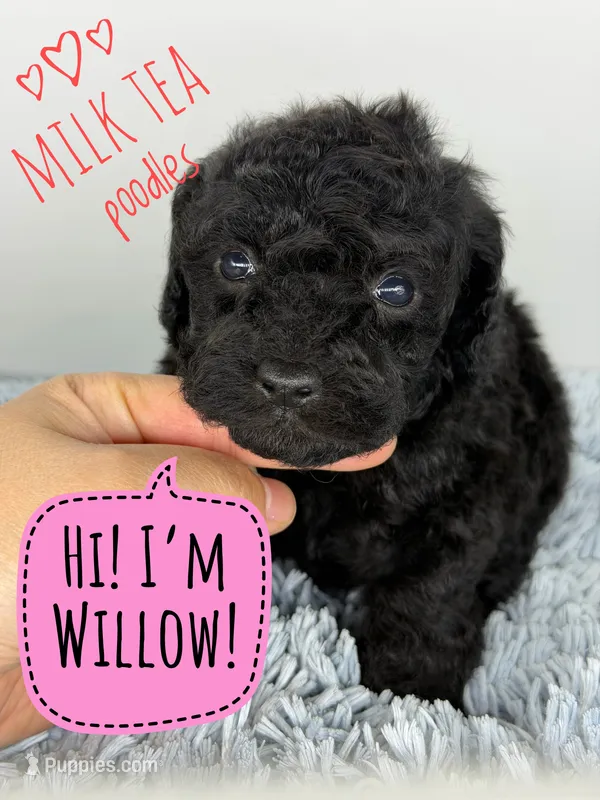 Willow – Poodle - Toy  puppy for sale in Roseville, CA