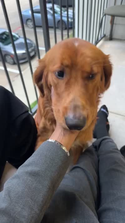 Thor, a male Golden Retriever for sale in Richardson, TX – 3 of 3