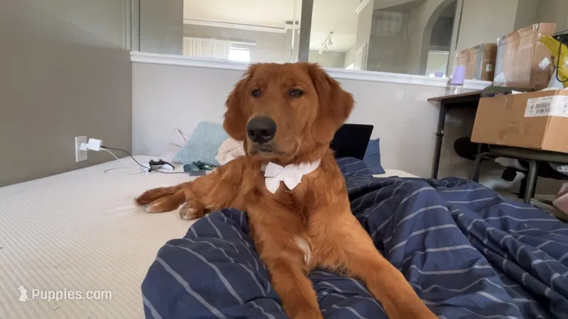 Thor – Golden Retriever puppy for sale in Richardson, TX