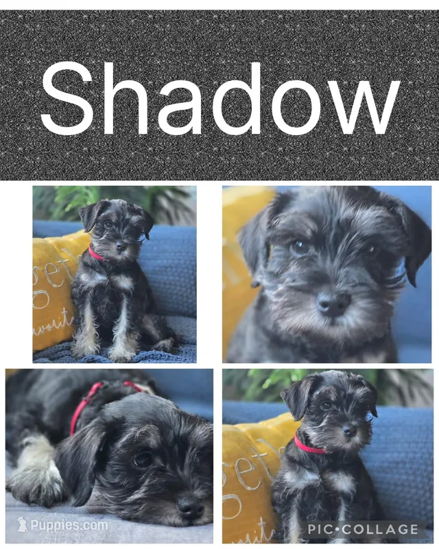 Shadow – Miniature Schnauzer puppy for sale in Ijamsville, MD