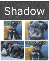 Shadow, a female Miniature Schnauzer for sale in Ijamsville, MD – Photo 1 of 2