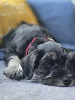 Shadow, a female Miniature Schnauzer for sale in Ijamsville, MD – Photo 2 of 2