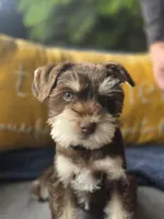 Hazel, a female Miniature Schnauzer for sale in Ijamsville, MD – Photo 2 of 2