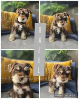 Hazel, a female Miniature Schnauzer for sale in Ijamsville, MD – Photo 1 of 2