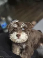 Onyx, a female Miniature Schnauzer for sale in Ijamsville, MD – Photo 2 of 2