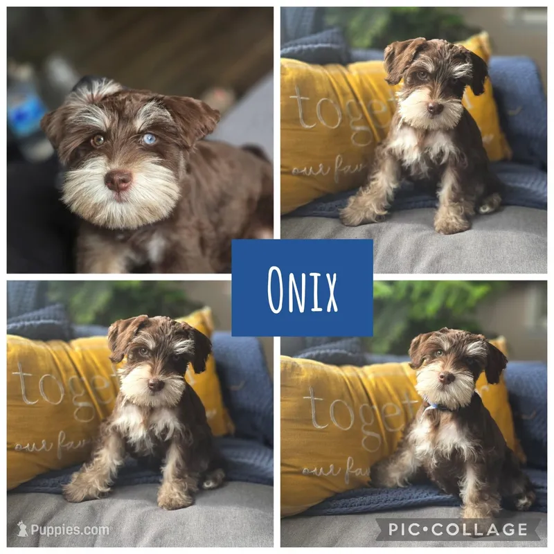 Onyx – Miniature Schnauzer puppy for sale in Ijamsville, MD