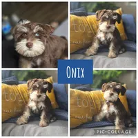 Onyx, a female Miniature Schnauzer for sale in Ijamsville, MD – Photo 1 of 2