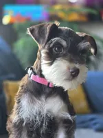 Ivy, a female Miniature Schnauzer for sale in Ijamsville, MD – Photo 2 of 2