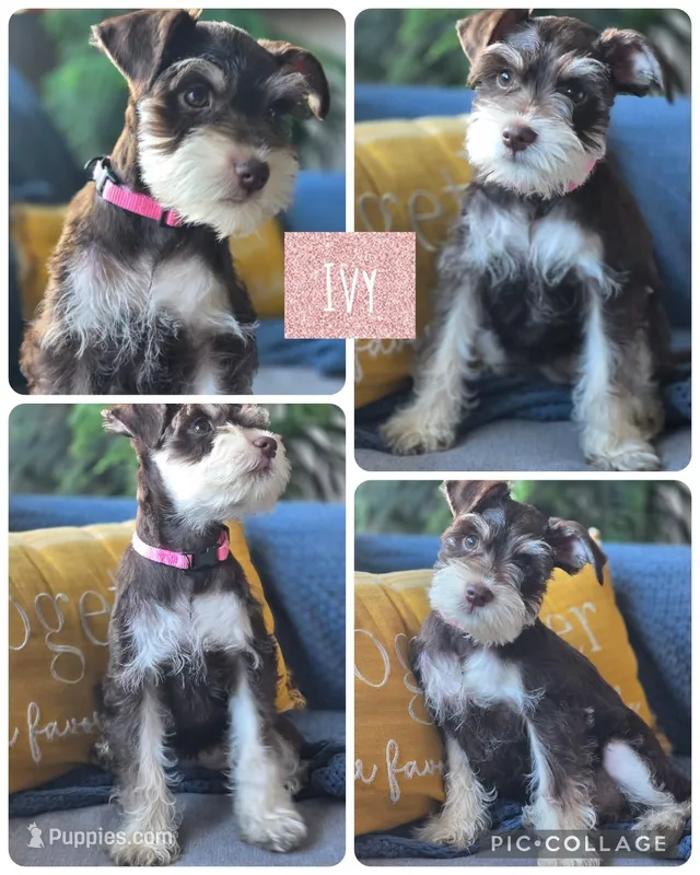 Ivy – Miniature Schnauzer puppy for sale in Ijamsville, MD