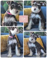 Ivy, a female Miniature Schnauzer for sale in Ijamsville, MD – Photo 1 of 2