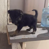 Max, a male German Shepherd Dog for sale in Elk Grove, CA – Photo 3 of 5