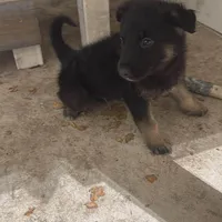Max, a male German Shepherd Dog for sale in Elk Grove, CA – Photo 5 of 5