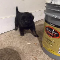 Max, a male German Shepherd Dog for sale in Elk Grove, CA – Photo 4 of 5