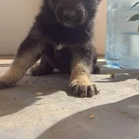 Max, a male German Shepherd Dog for sale in Elk Grove, CA – Photo 2 of 5