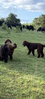 Tiny Tim , a male Labradoodle for sale in Bedford, VA – 2 of 3