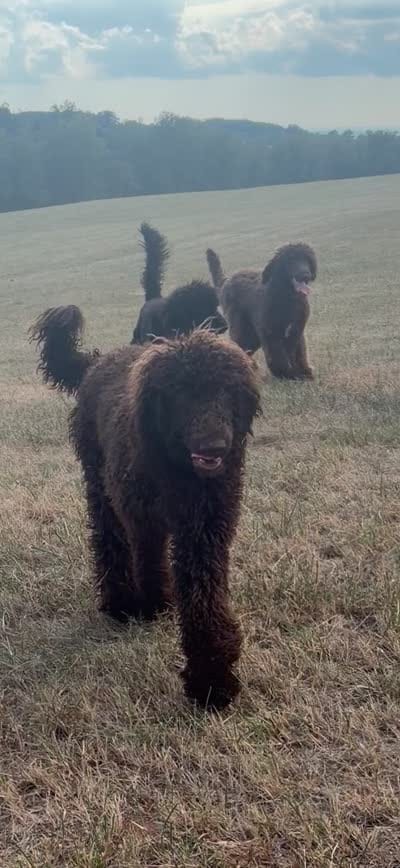 Skyla, a female Labradoodle for sale in Bedford, VA – 10 of 10