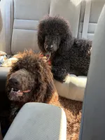 Tiny Tim , a male Labradoodle for sale in Bedford, VA – 3 of 3