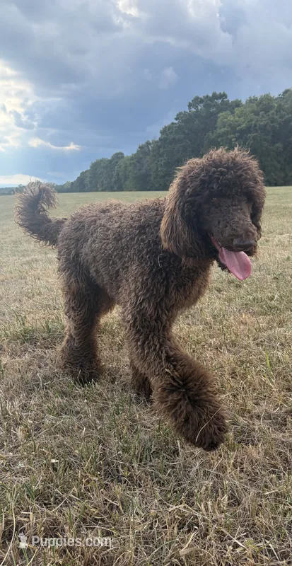 Buford – Labradoodle puppy for sale in Lynchburg, VA