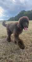Buford, a male Labradoodle for sale in Bedford, VA – 1 of 8