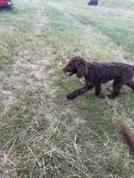 Skyla, a female Labradoodle for sale in Lynchburg, VA – 5 of 9