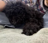 Otis, a male Labradoodle for sale in Bedford, VA – Photo 3 of 3