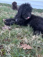Otis, a male Labradoodle for sale in Bedford, VA – Photo 1 of 3