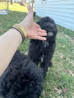 Otis, a male Labradoodle for sale in Bedford, VA – Photo 2 of 3