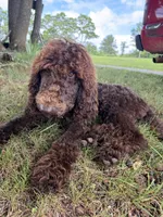 Skyla, a female Labradoodle for sale in Lynchburg, VA – 2 of 9