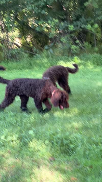 Skyla, a female Labradoodle for sale in Lynchburg, VA – 7 of 9