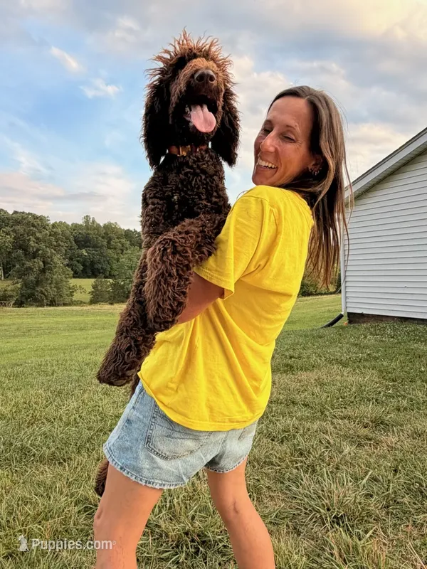 Skyla – Labradoodle puppy for sale in Lynchburg, VA