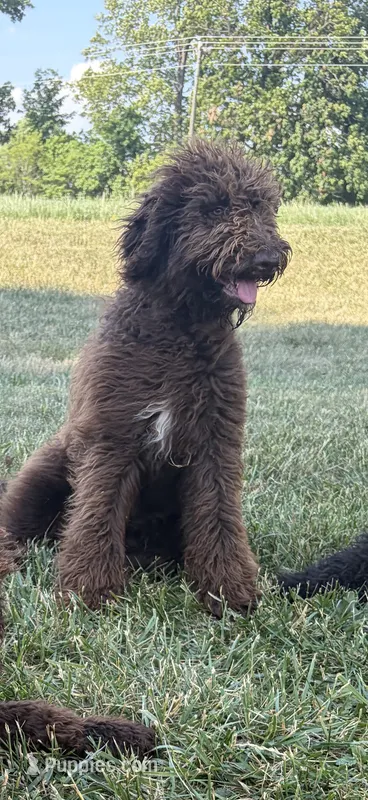 Buford – Labradoodle puppy for sale in Lynchburg, VA