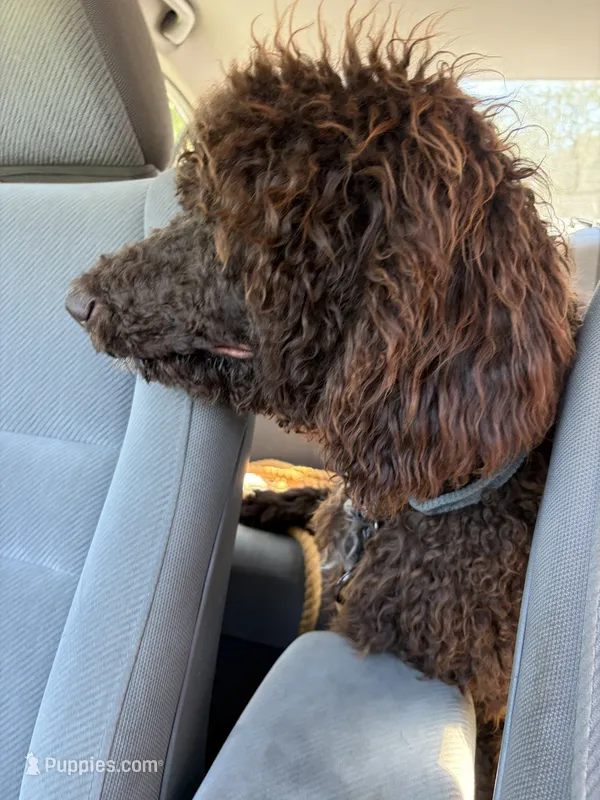 Tiny Tim  – Labradoodle puppy for sale in Lynchburg, VA