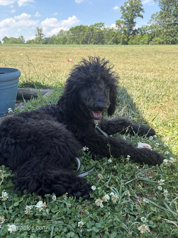 Otis – Labradoodle puppy for sale in Lynchburg, VA