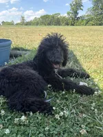 Otis, a male Labradoodle for sale in Lynchburg, VA – 1 of 6