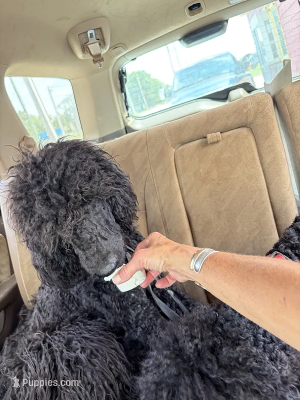 Moochie  – Labradoodle puppy for sale in Lynchburg, VA
