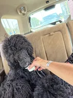 Moochie , a male Labradoodle for sale in Lynchburg, VA – 3 of 4