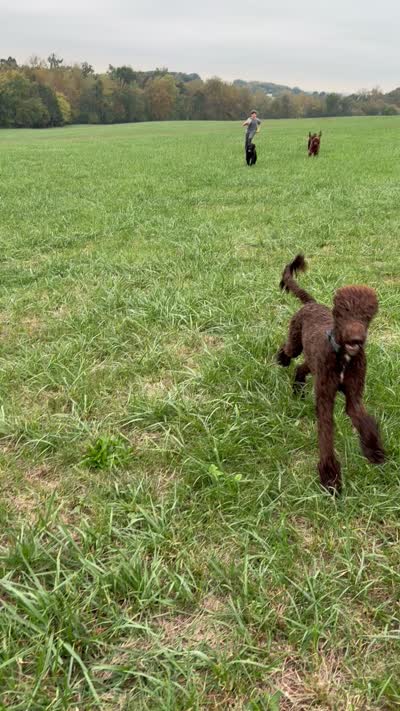 Tiny Tim , a male Labradoodle for sale in Bedford, VA – 3 of 3