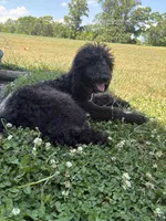 Otis, a male Labradoodle for sale in Lynchburg, VA – 3 of 6